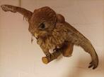 Opgezette torenvalk vogel taxidermie prepareren curiosa, Ophalen of Verzenden, Gebruikt, Vogel, Opgezet dier