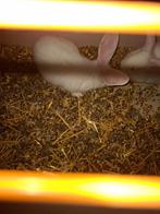 Baby Duitsereus xxl, Dieren en Toebehoren, Konijnen, Meerdere dieren, Groot