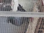 Te 4 kingduiven, Dieren en Toebehoren, Vogels | Overige Vogels, Meerdere dieren, Geringd