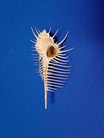 Schelpen, Murex pecten, Verzamelen, Ophalen of Verzenden, Schelp(en)