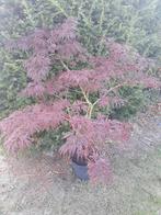 Acer palmatum 'Dissectum Garnet' rode esdoorn op stam, Ophalen, Bloeit niet, Overige soorten, Halfschaduw