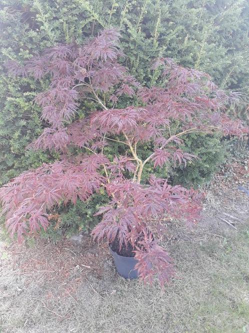 Acer palmatum 'Dissectum Garnet' rode esdoorn op stam, Tuin en Terras, Planten | Tuinplanten, Overige soorten, Halfschaduw, Bloeit niet