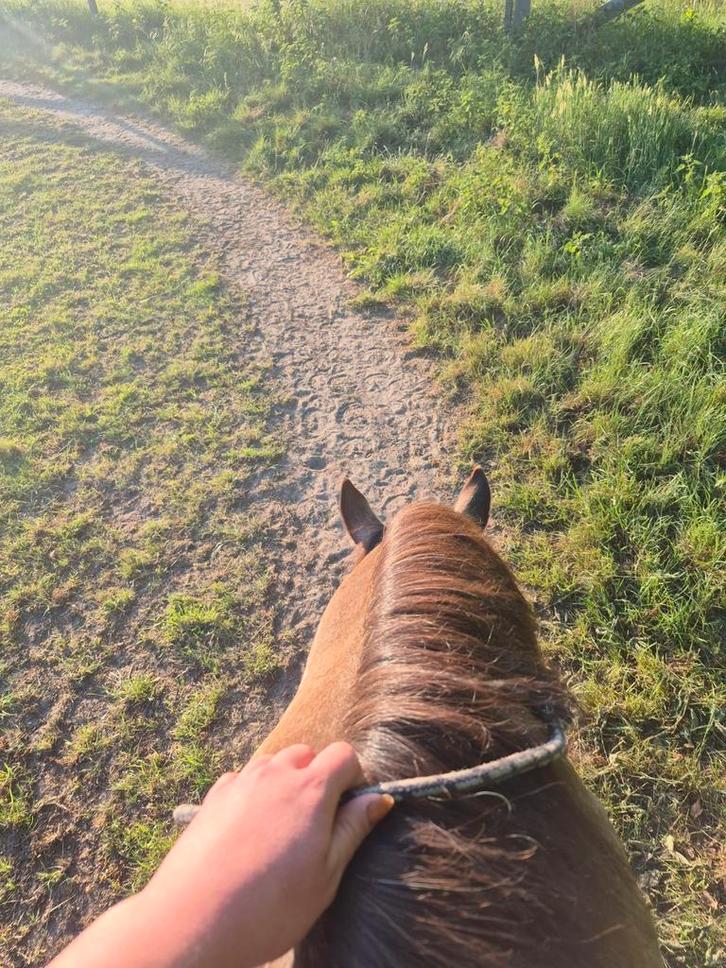 Verzorg gezocht voor e pony, Dieren en Toebehoren, Paarden en Pony's | Verzorgingsproducten, Ophalen of Verzenden