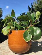 Mooie bloempot Pablo 14/16cm Portugal bio kamerplanten, Rond, Binnen, Ophalen of Verzenden, Zo goed als nieuw