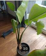 Strelitzia Paradijsvogel plant, Ophalen of Verzenden, Overige soorten, Halfschaduw