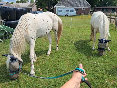 Gezocht: vakantie oppas/verzorgster Heerhugowaard, Dieren en Toebehoren, Paarden en Pony's | Verzorgingsproducten, Nieuw, Ophalen