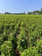 Vele soorten beplanting leverbaar, Tuin en Terras, Planten | Struiken en Hagen, Ophalen of Verzenden, Overige soorten, Haag, Minder dan 100 cm
