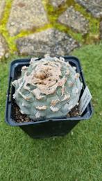 CACTUS LOPHOPHORA FRICII OUDE DIKKE PLANT PEYOTE, Huis en Inrichting, Kamerplanten, Cactus, Minder dan 100 cm, Ophalen of Verzenden