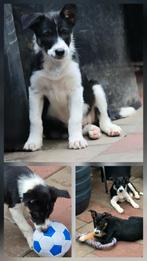 Mooi border collie pups met stamboom., Dieren en Toebehoren, Teef, Eén hond, Herder, Nederland