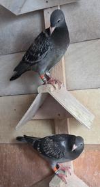 Drie jonge postduiven, Dieren en Toebehoren, Vogels | Duiven, Meerdere dieren, Postduif