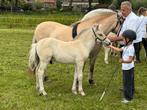 Fjorden hengstveulen, Dieren en Toebehoren, Pony's, Hengst, Recreatiepony, Gechipt, 0 tot 2 jaar