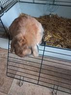 Lief dwerg hangoor te koop, Dieren en Toebehoren, Konijnen