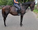 Topbrave 8 jr ruin 1,62 mtr(familie- recreatie-manege), B, Gechipt, Ruin, 7 tot 10 jaar