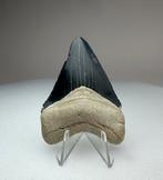 Megalodon tand Bone Valley, Florida, Verzamelen, Ophalen of Verzenden, Fossiel