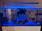 Aquarius 120 aqua medic lamp + aquarius control, Dieren en Toebehoren, Vissen | Aquaria en Toebehoren, Ophalen, Zo goed als nieuw