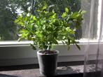 kunstplant ficus, Ophalen, Nieuw, Binnen