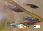Neon Rijstvisje, Dieren en Toebehoren, Vissen | Aquariumvissen, Vis, Zoetwatervis, Schoolvis