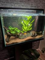 Superfish 60 liter aquarium, Dieren en Toebehoren, Vissen | Aquaria en Toebehoren, Ophalen of Verzenden, Zo goed als nieuw, Leeg aquarium