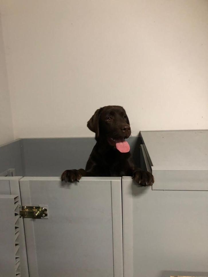 Zelf bouwen - Scheidingswand voor hondenkennel of verblijf, Dieren en Toebehoren, Hondenhokken, Nieuw, Hondenkennel, 100 cm of meer