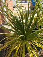 Cordyline australis, Volle zon, Vaste plant, Zomer, Ophalen