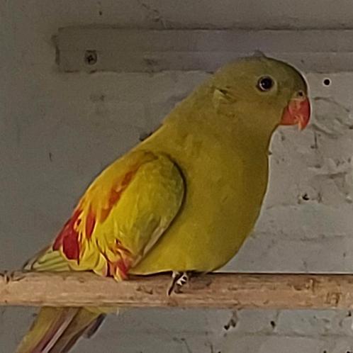 Koppel pastel bergparkieten, Dieren en Toebehoren, Vogels | Parkieten en Papegaaien, Parkiet, Meerdere dieren, Geringd