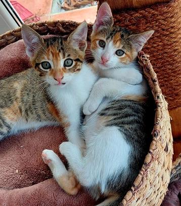 Lieve kittens lapjespoesjes beschikbaar voor biedingen