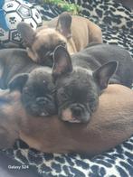 Franse Bulldog Pups, Parvo, Reu, 8 tot 15 weken, Bulldog