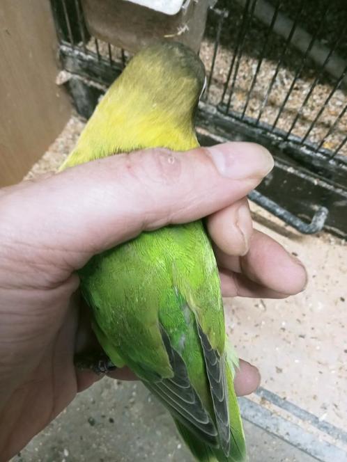 Prachtige brr agapornis personata groen mannen en popjes, Dieren en Toebehoren, Vogels | Parkieten en Papegaaien, Dwergpapegaai of Agapornis