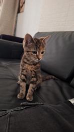 Lieve marble bengaal kitten, Poes
