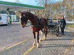Mooie brave 16jarige kwpn  tuigpaard merrie, Dieren en Toebehoren, Paarden, Merrie