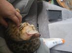 Bengaalse kittens, Dieren en Toebehoren, Katten en Kittens | Raskatten | Korthaar, Poes, Gechipt, 0 tot 2 jaar