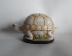 Schildpad Trinket Box, Antiek en Kunst, Ophalen of Verzenden