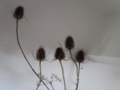 Nr.24: Droogbloemen takken Kaardebol en bereklauw grote tak, Huis en Inrichting, Woonaccessoires | Overige, Nieuw, Ophalen of Verzenden