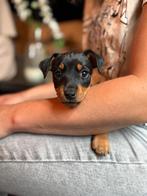 Lieve jack russel black&tan pups te koop, Jack Russell Terriër, 8 tot 15 weken, Meerdere, Meerdere dieren