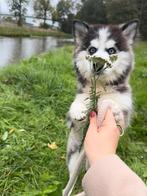 Wandel maatje gezocht, Dieren en Toebehoren, Overige Dieren, Mei, Mannelijk