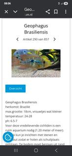Geophagus brasiliensis 3 cm, Vis
