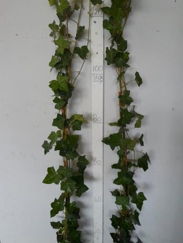 Hedera hibernica klimop 180/+cm! beschikbaar voor biedingen