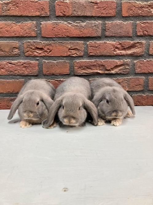 Te koop raszuivere Nederlandse hangoordwergen, Dieren en Toebehoren, Konijnen, Dwerg, Vrouwelijk, 0 tot 2 jaar, Hangoor