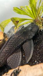 Pleco +- 30cm, Dieren en Toebehoren, Vissen | Aquariumvissen, Vis, Zoetwatervis