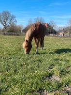 Stalling te huur voor kleine pony, Dieren en Toebehoren, Stalling en Weidegang, Stalling