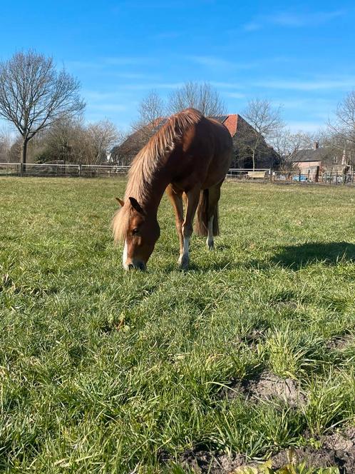 Stalling te huur voor kleine pony, Dieren en Toebehoren, Stalling en Weidegang, Stalling
