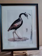 Poster in lijst van Otis aurita (kleine Indische trap), Minder dan 50 cm, Ophalen of Verzenden, Zo goed als nieuw, Foto of Poster
