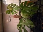 monstera mint, Ophalen of Verzenden, Halfschaduw, Minder dan 100 cm