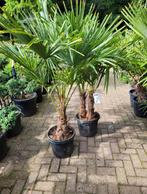Trachcarpus fortunei - Chinese Waaierpalm 69€, Tuin en Terras, Planten | Bomen, Bloeit niet, 100 tot 250 cm, Palmboom, Ophalen