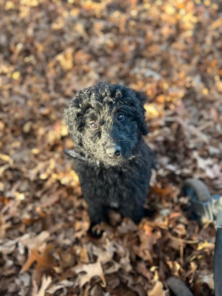 Hondenuitlaatservice, Dieren en Toebehoren, Honden-accessoires, Ophalen