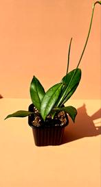 Hoya crassipetiolata, Huis en Inrichting, Ophalen of Verzenden, Overige soorten, Minder dan 100 cm