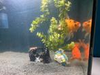 Aquarium with two fish (sluierstaart) and accesories, Dieren en Toebehoren, Vis, Zoetwatervis