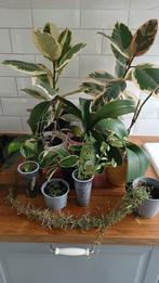 Kamerplanten pakket, Huis en Inrichting, Kamerplanten, Overige soorten, Minder dan 100 cm, Halfschaduw, Ophalen