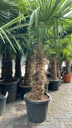 Trachycarpus Fortunei palmboom Stamhoogte 70cm, Ophalen, Palmboom