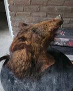 Zwijnenkop opgezet, taxidermy, Ophalen of Verzenden